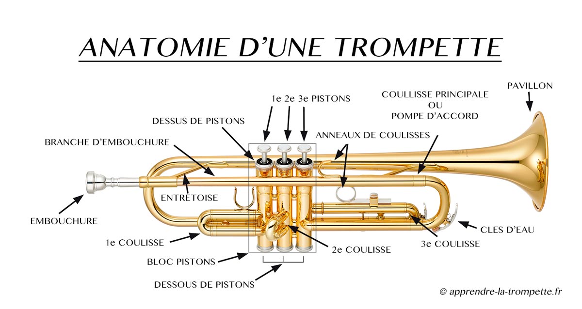 Les diff rentes parties de l anatomie d une trompette   